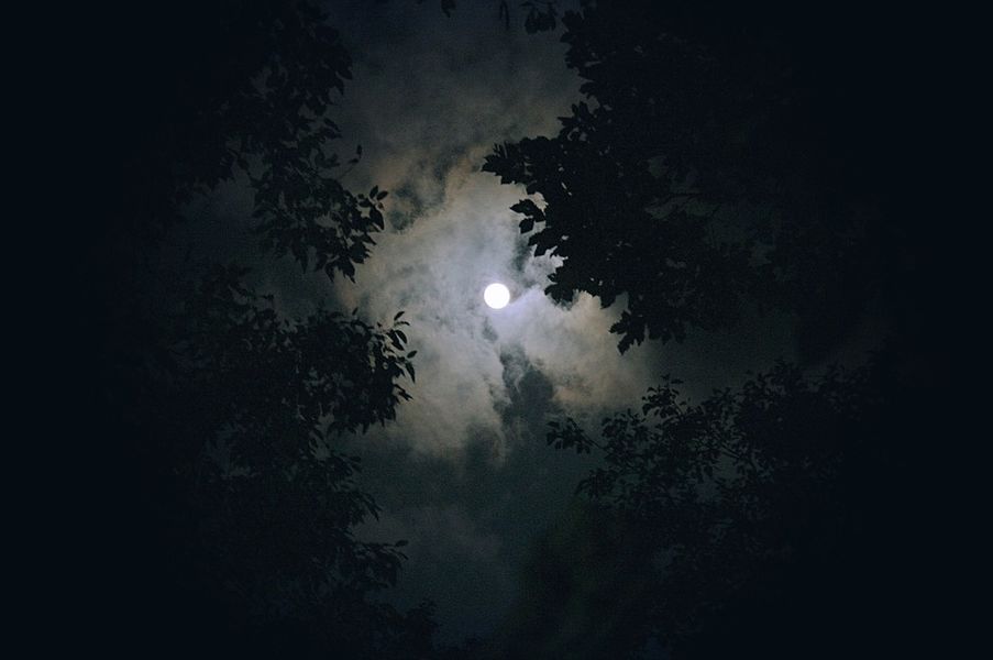 Balade nocturne dans la forêt