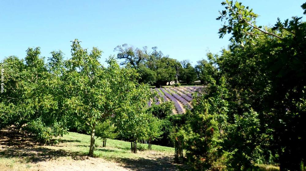 Entre lavandes et châtaigniers
