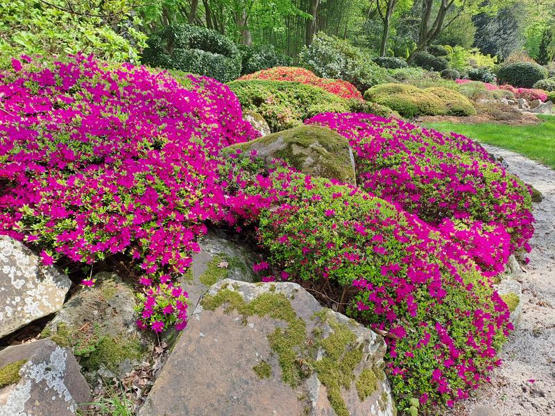 Visite du jardin botanique de l'Université Paris-Saclay : Taille des végétaux 