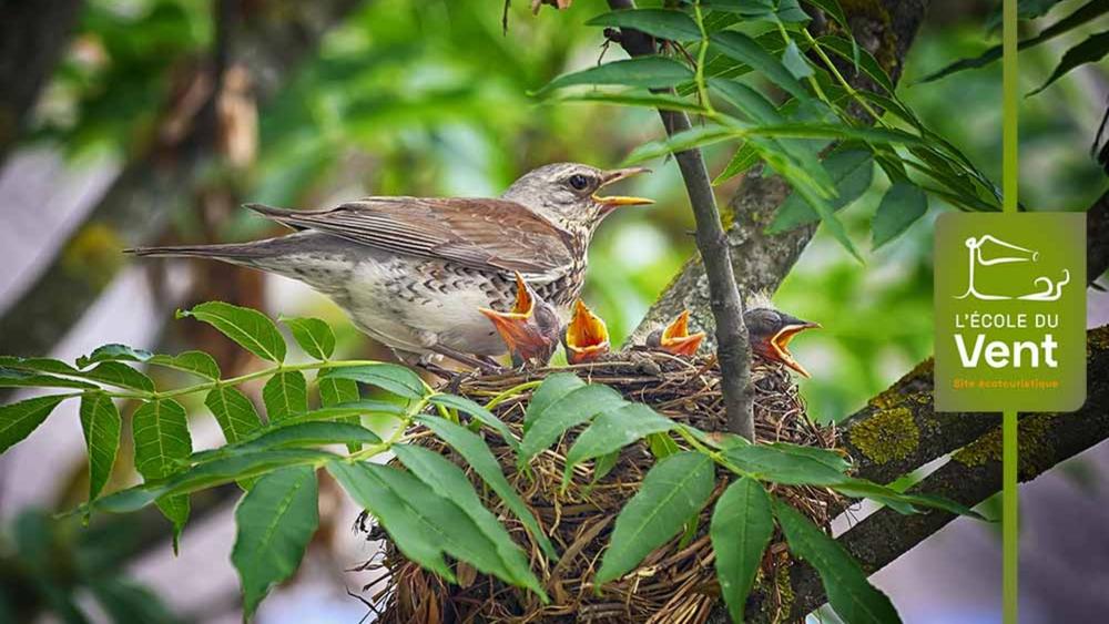 Observe les oiseaux - Découverte