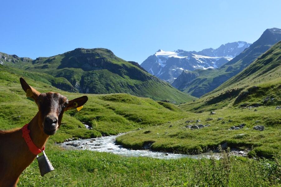 Une chèvre à l\'alpage de Chapendu