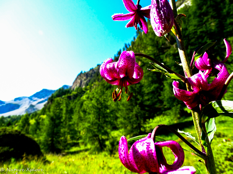 Nature Xplore CHÂTEAUROUX-LES-ALPES