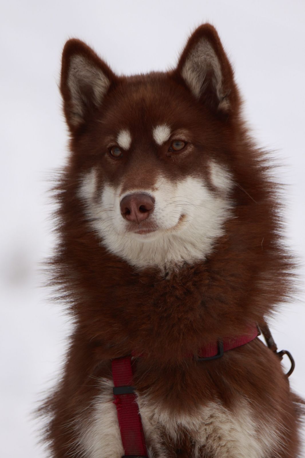 Bapt�me en tra�neau � chiens avec Symbiose chien polaire