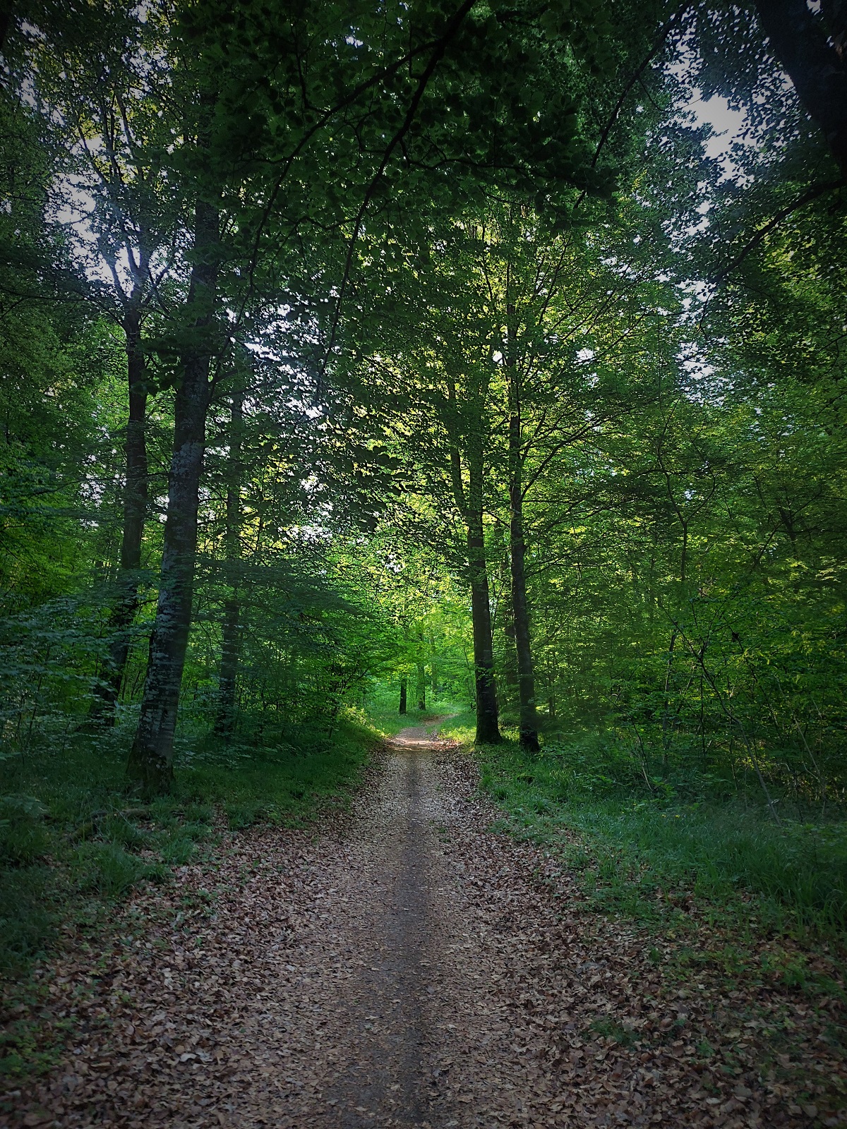 Forêt de Rothonne 2022 ©M (42)