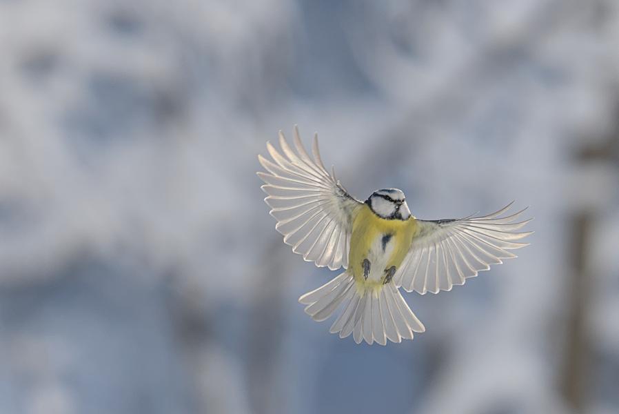 Exposition “Chemins croisés” - Gaspard Buttin - Festival Du Film Nature_Saint-Gervais-les-Bains