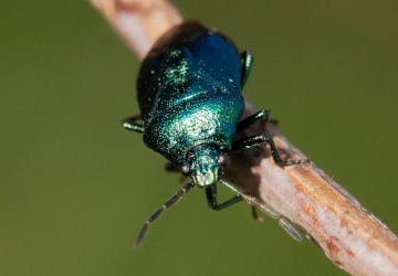 Exposition - Insectes de Lus-La-Croix-Haute