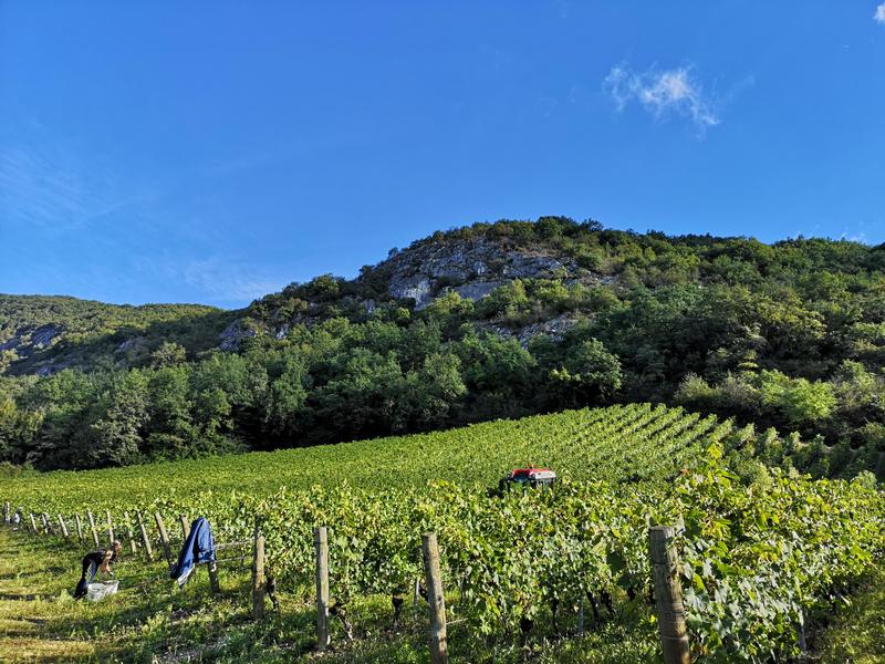 Vendanges des vignes d'Altesse.