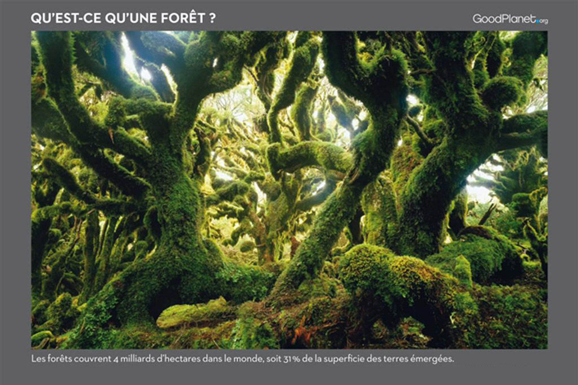 Exposition "La forêt, une communauté vivante"