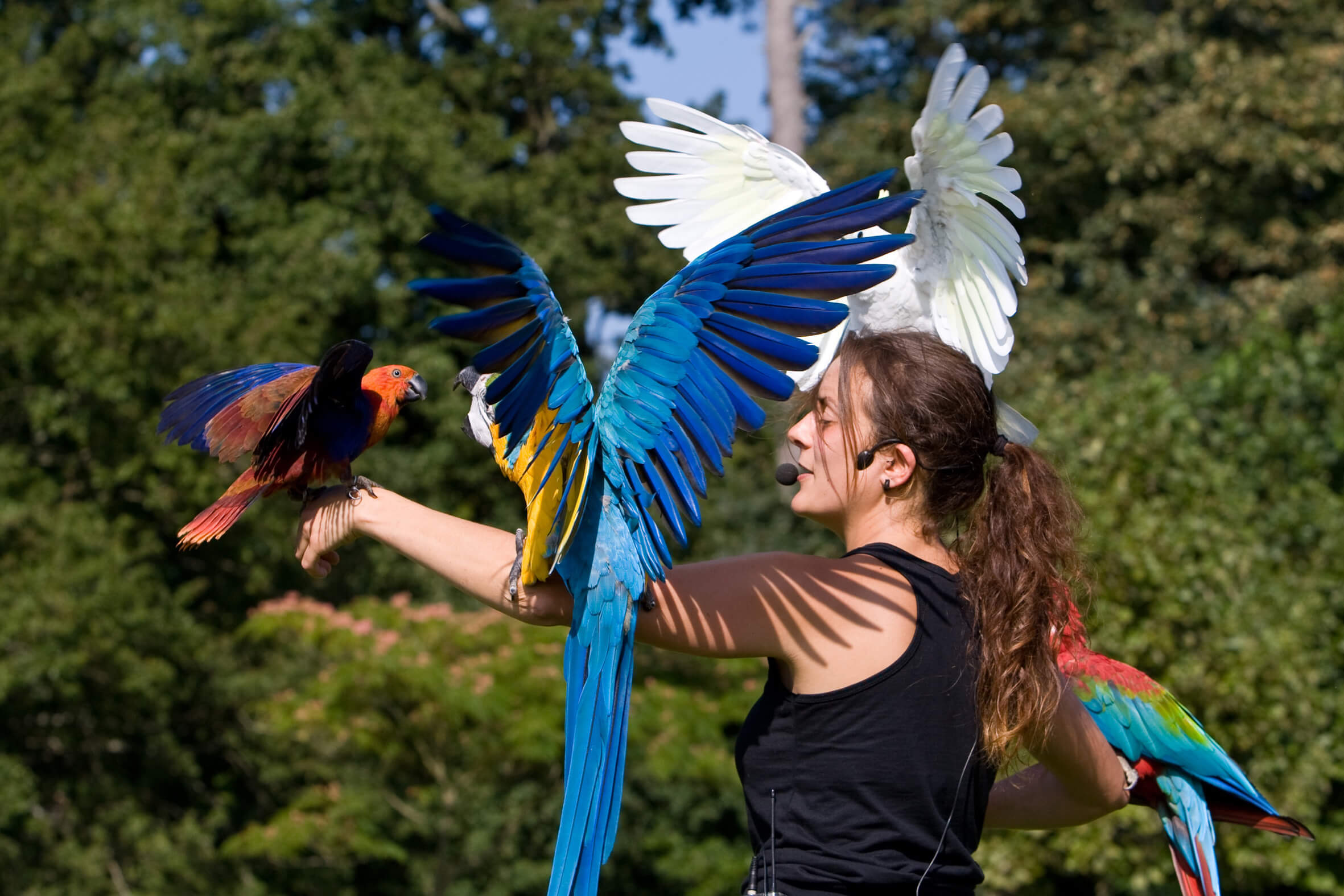 Spectacle oiseaux