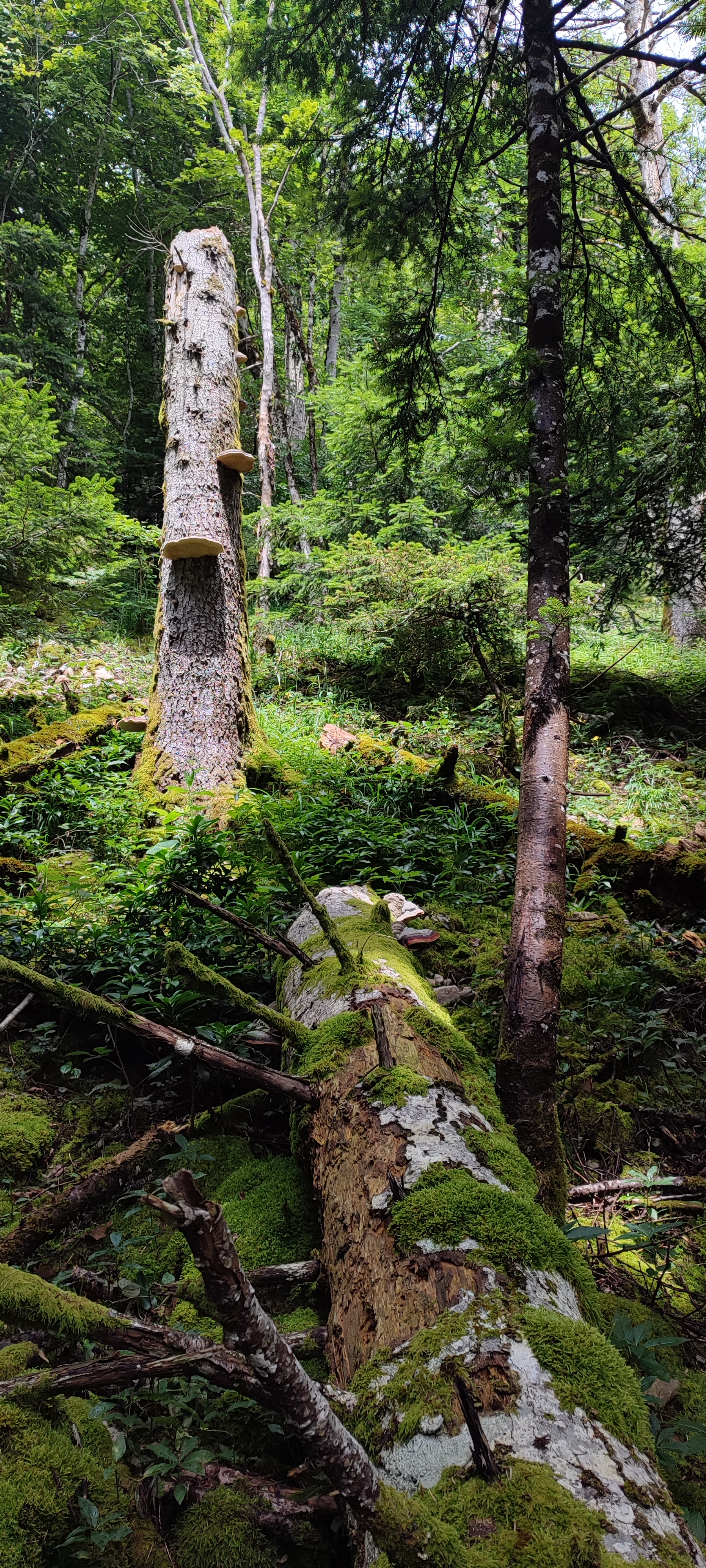 Vieux bois des secrets I Rendez-vous Nature en Savoie
