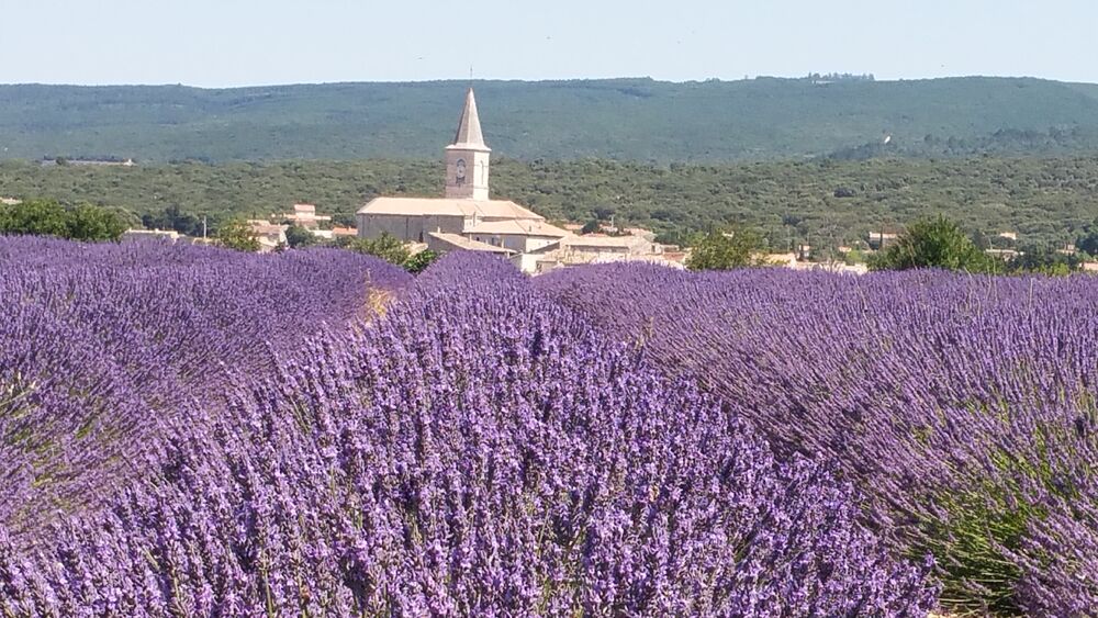 Provence Rêverie