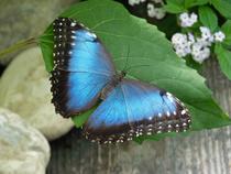 morphos-jardindespapillons-die
