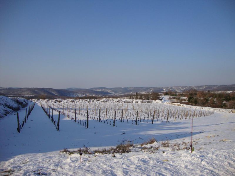 Saint-Andéol village - vignes sous la neige