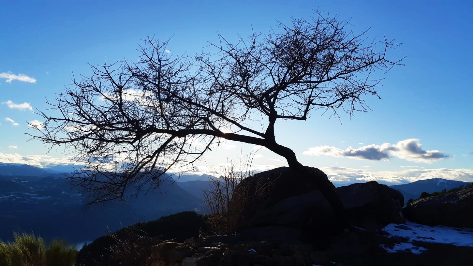 L'arbre de la chapelle St Pierre.jpg