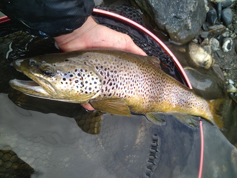 grande truite prise en grande rivière