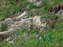 Marmotte dans la vallée d'Abondance