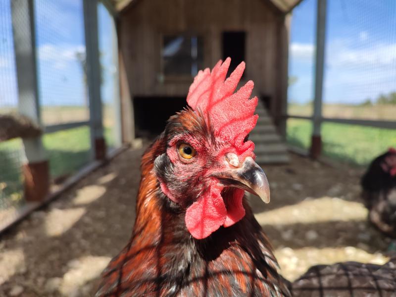 Poulailler conservatoire de la poule La Marans