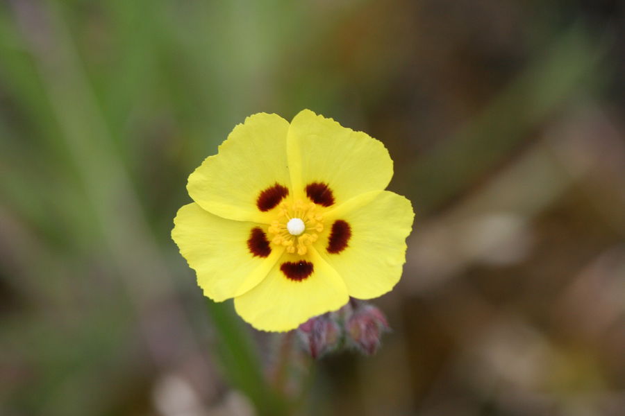 Tuberaria guttata - R.Quesada - Lo Parvi