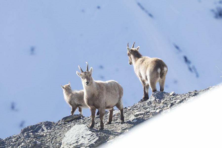 cabri et étagnes - © Cyril Coursier