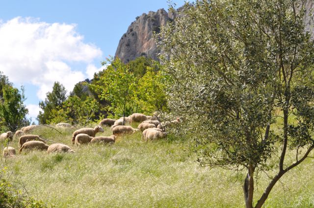 hautes terres de provence