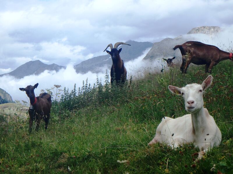 Goats grazing in alpine pastures