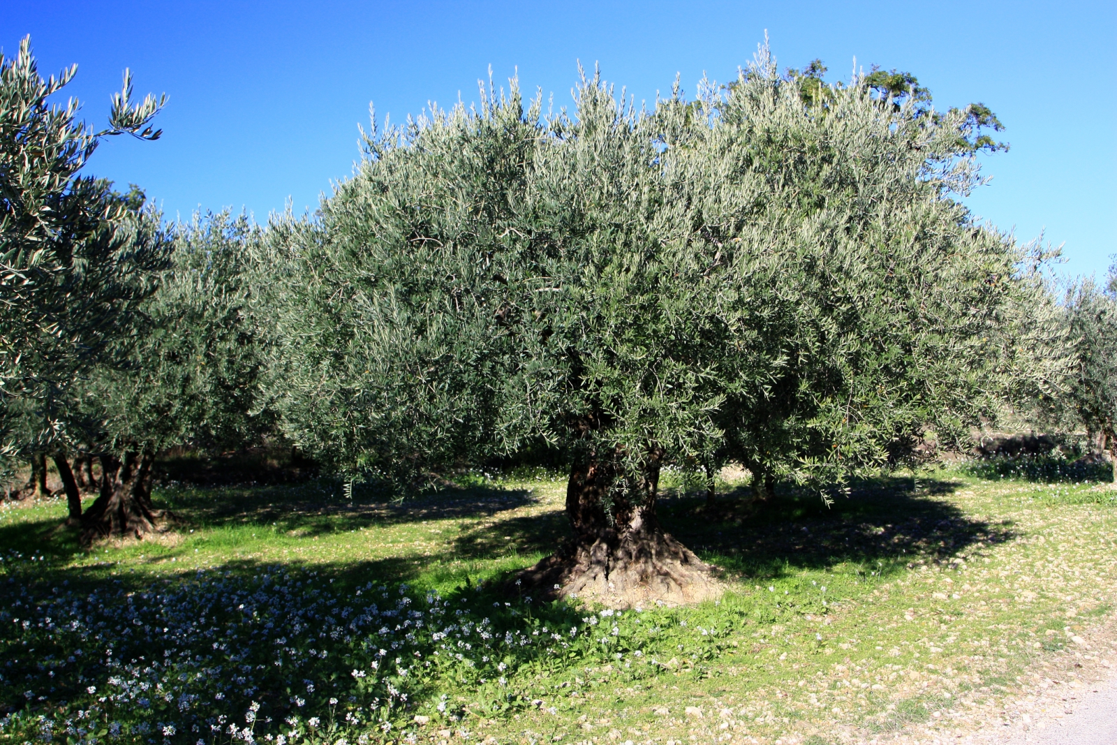 HOCQUEL Alain - Coll. CDT Vaucluse