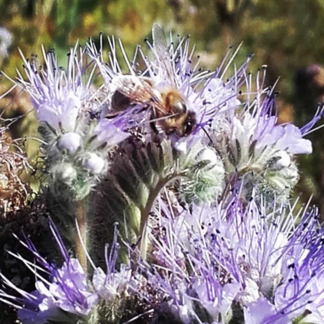 La Miellerie de Sainte-Victoire - photo 2