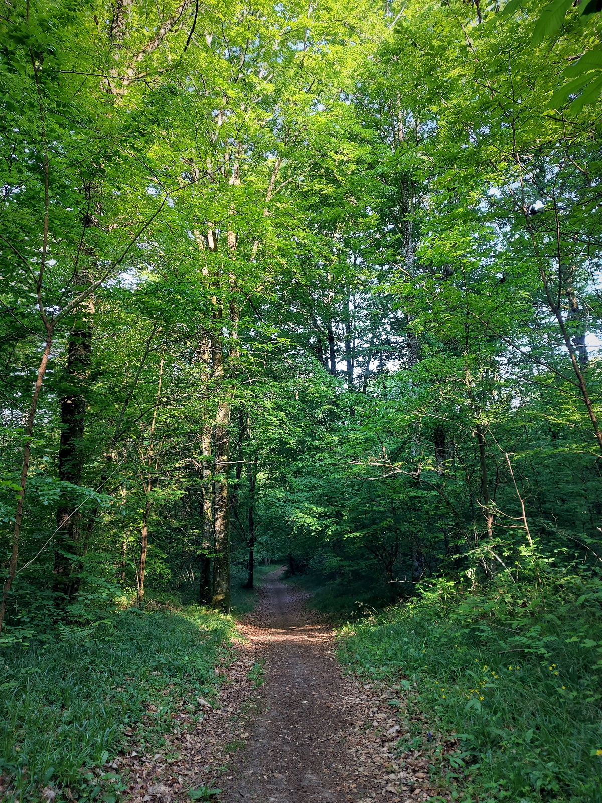 Forêt de Rothonne 2022 ©M (52)
