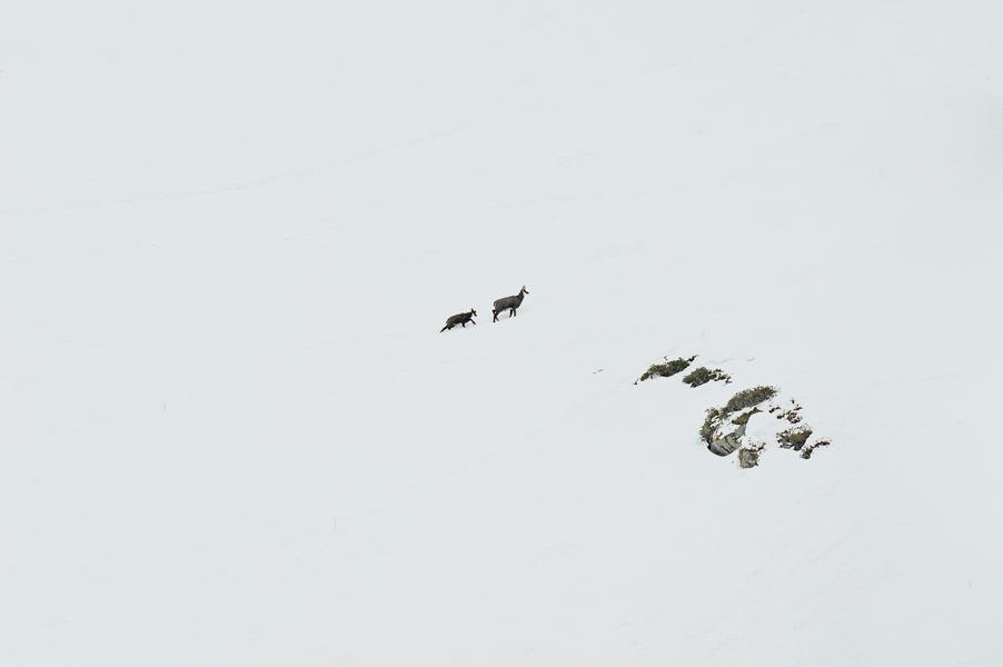 Exposition “Chemins croisés” - Gaspard Buttin - Festival Du Film Nature_Saint-Gervais-les-Bains