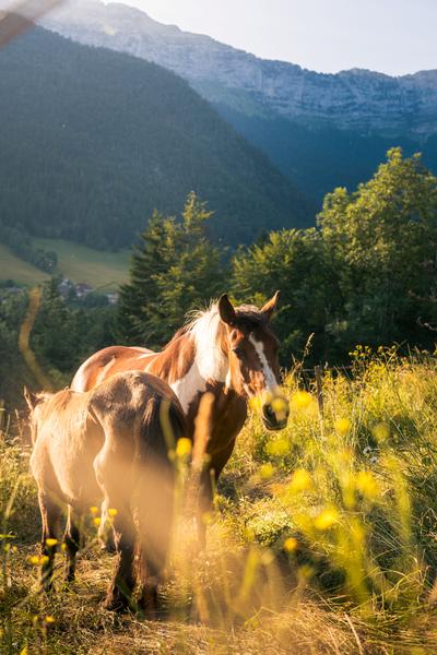 Cabanes refuges / Chartreuse bivouac_Saint-Pierre-d'Entremont