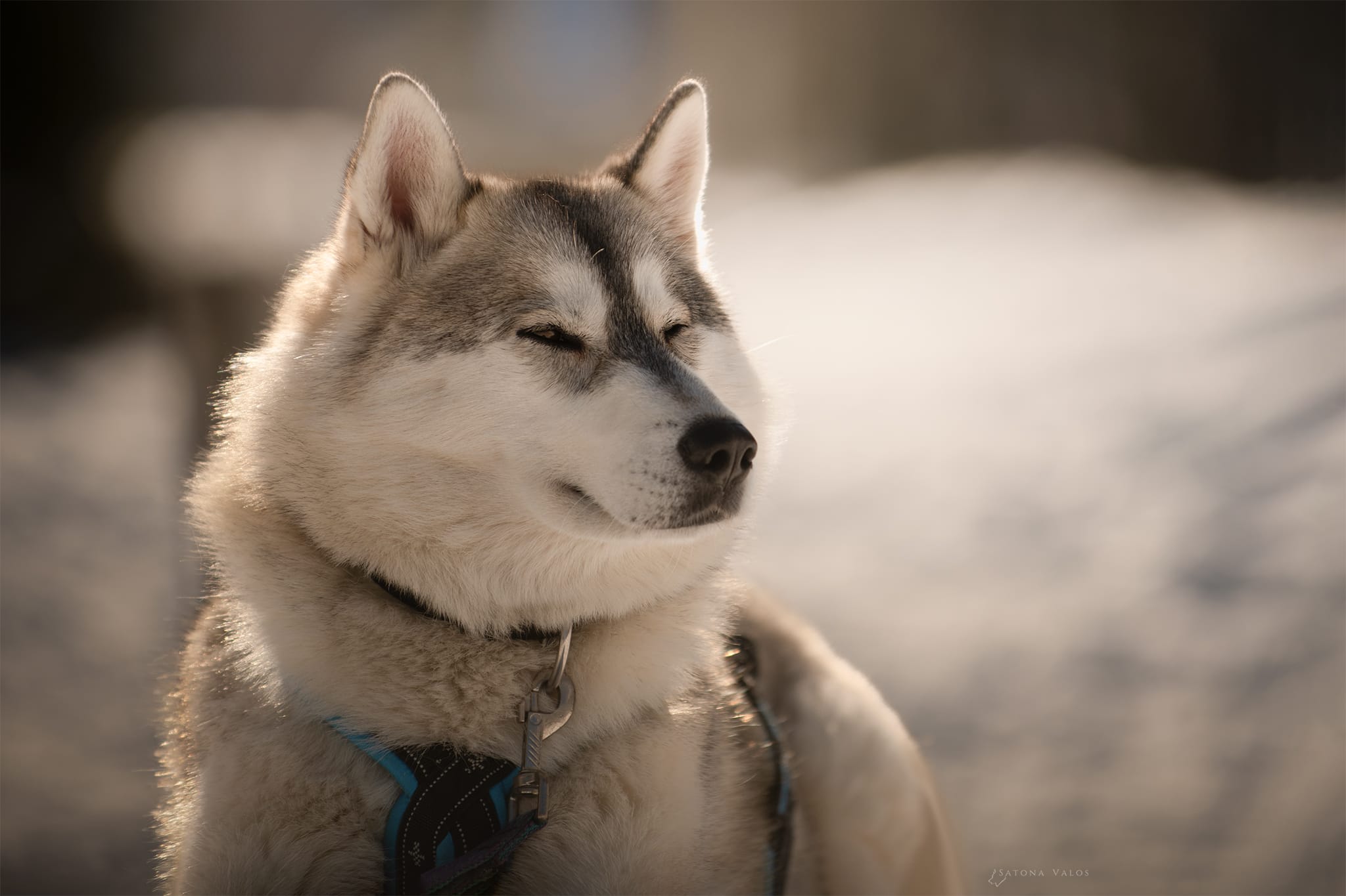 Rencontre avec les chiens de tra�neau