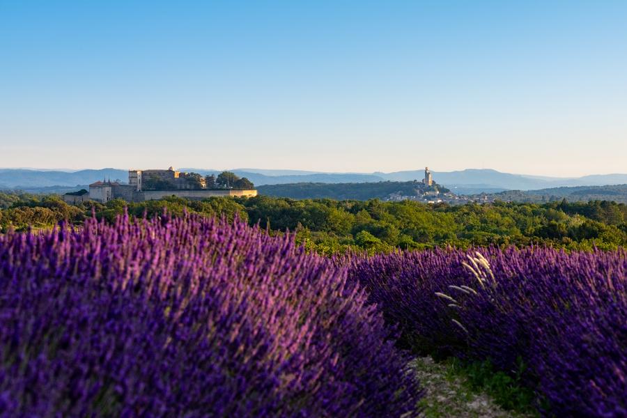 Champ de lavande