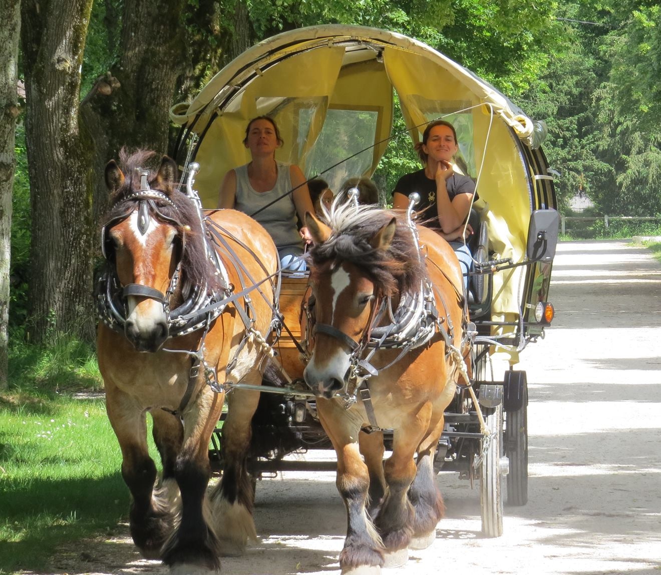 Promenade en attelage
