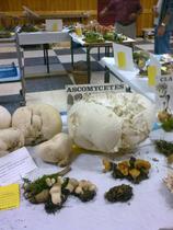 partie de l'expo