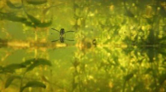 Rendez-vous aux jardins et fête des mares_Allex