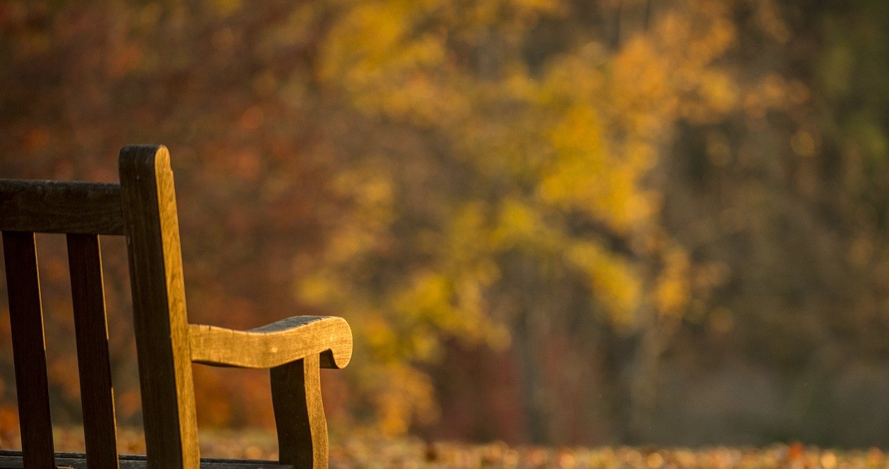 Banc dans un parc boisé