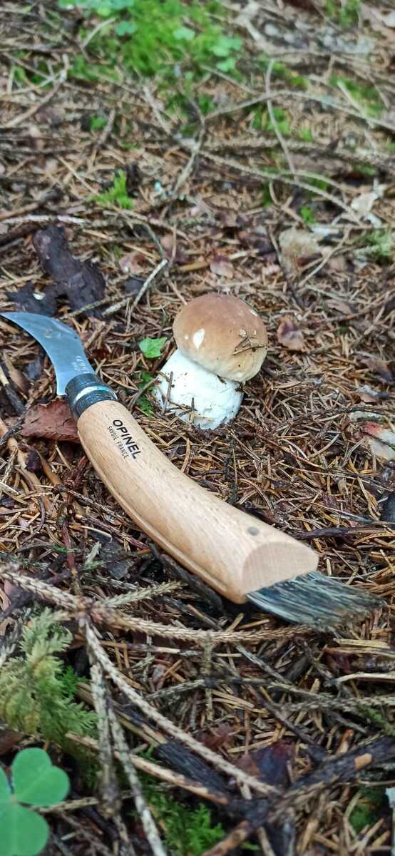 Retour de cueillette et conférence "Le rôle des champignons dans l'équilibre de nos forêts"