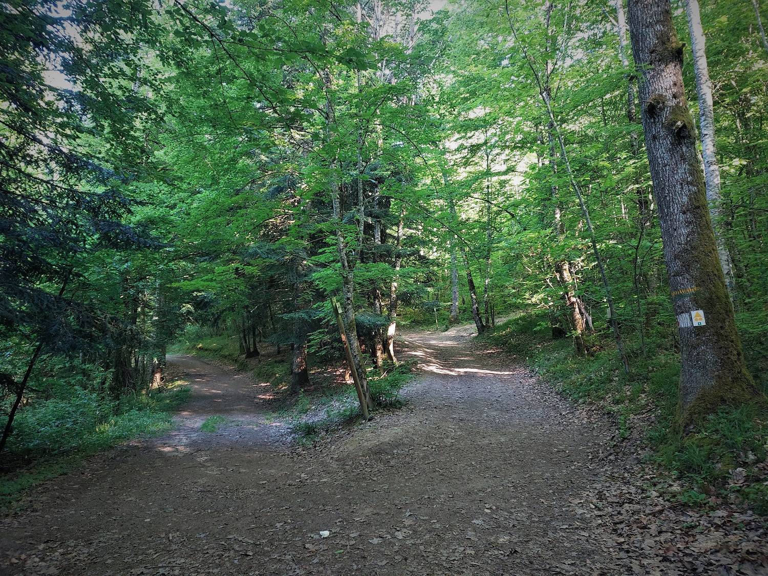 Forêt de Rothonne 2022 ©M (62)