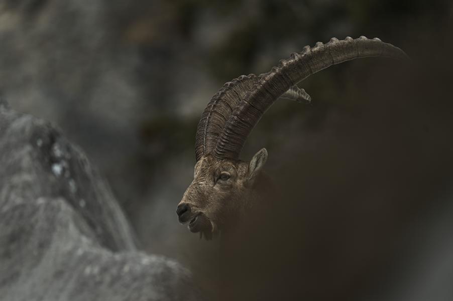 Exposition “Chemins croisés” - Gaspard Buttin - Festival Du Film Nature_Saint-Gervais-les-Bains