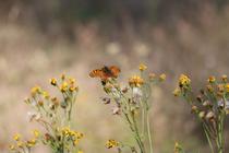 Belles et bonnes plantes -Sortie botanique_Roanne