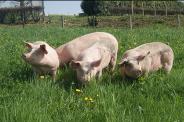 Les porcs élevés au grand air