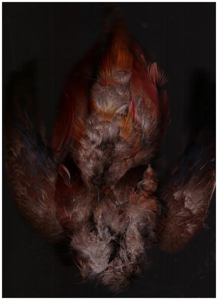 Exposition - Le Rut des sylves_Saint-Étienne