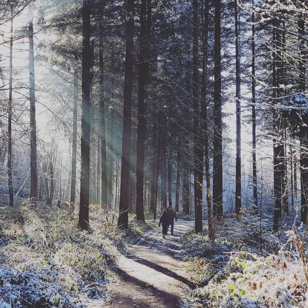 Forêt d'Ayn en hiver