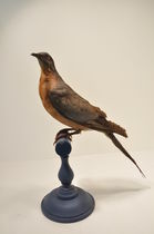 Pigeon américain - Collection de Jean-Baptiste d'Allard