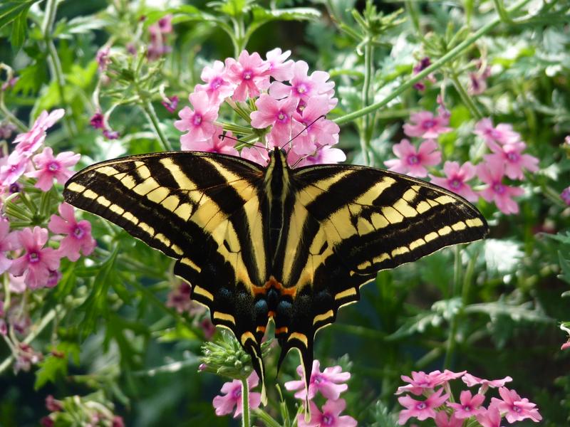 Site - Jardin des Papillons - Die