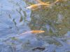 Pisciculture Moulin Piat Ferrières truites Ⓒ Pisciculture du Moulin Piat - 2015