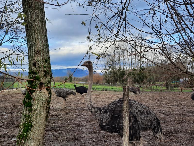 Visite de la ferme pédagogique et élevage d'autruches du Père Louis - Vézeronce-Curtin - Balcons du Dauphiné - Nord-Isère - à  moins d'une heure de Lyon