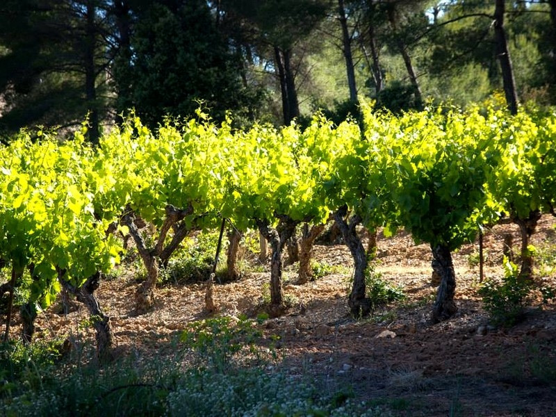 Domaine le Loup Bleu - photo 3