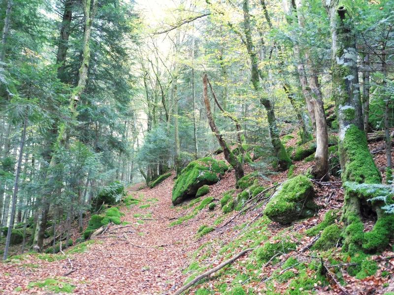 Paysages du Haut-Forez