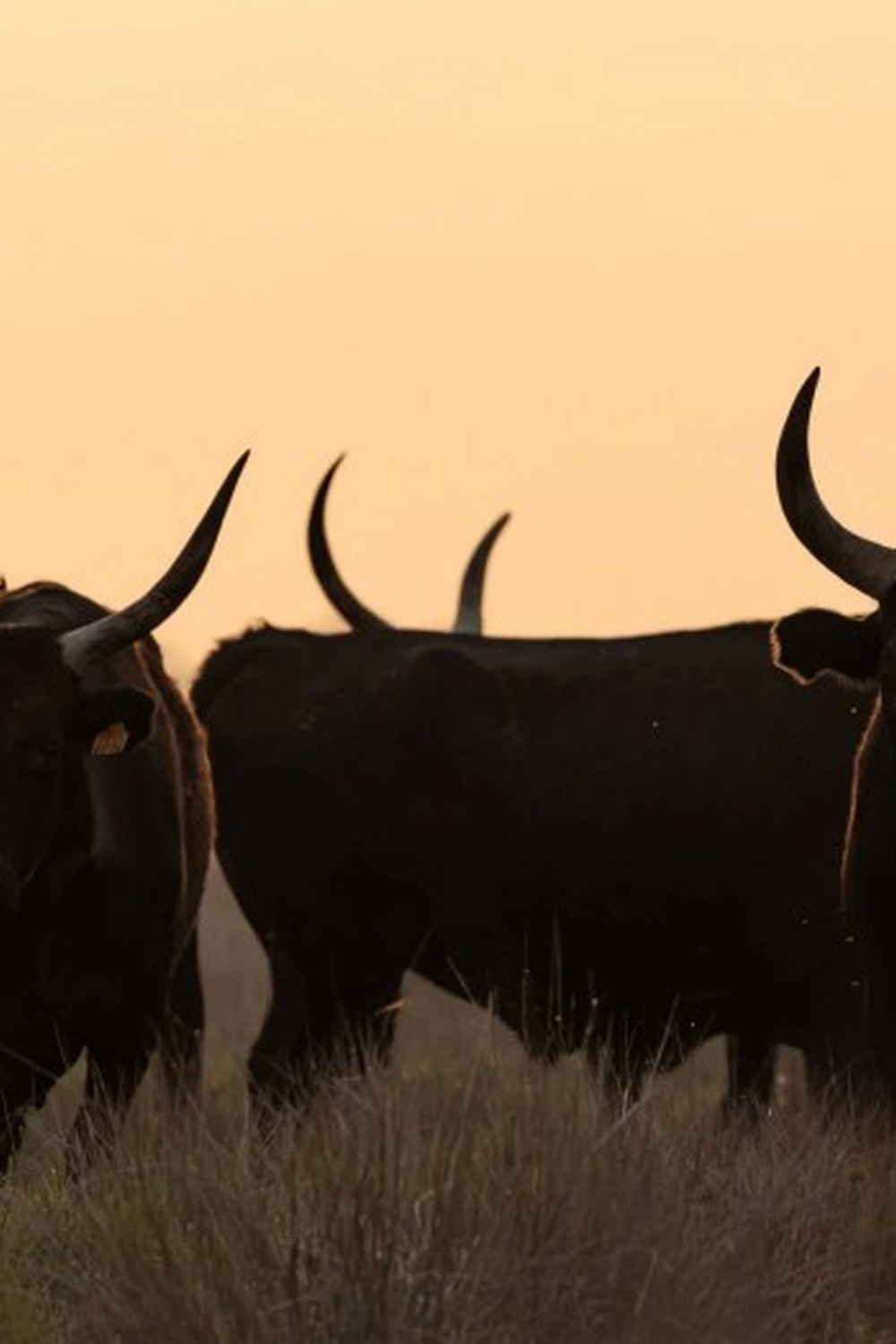 taureaux_sunset_1000x1500